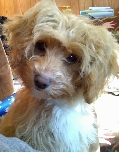 Front view head and upper body shot of a tan dog with a white chest and a long, thick, wavy coat, a brown nose and dark eyes